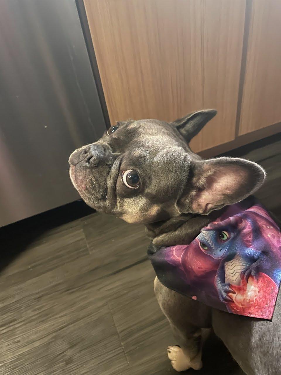 Playful Baby Dragon Pet Bandana Collar - Express Your Pet's Unique Style - Alchemystics.org