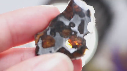 Beautiful SERICHO pallasite Meteorite slice